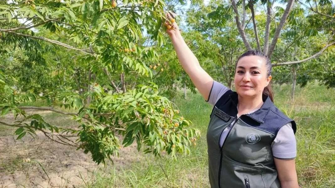 Türkiye’nin İlk Sabun Cevizi Endüstrisi Adana’da Kuruluyor! 3